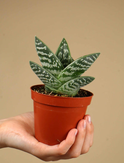 Sebra-aloe | Aloe variegata