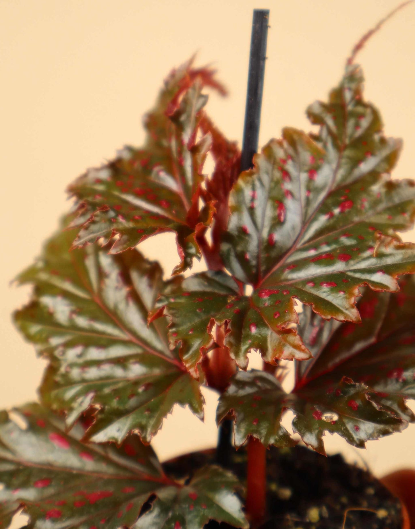 Begonia serratipetala