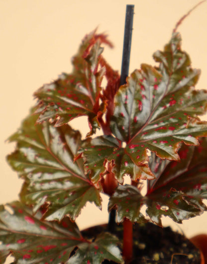 Begonia serratipetala