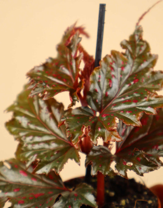 Begonia serratipetala