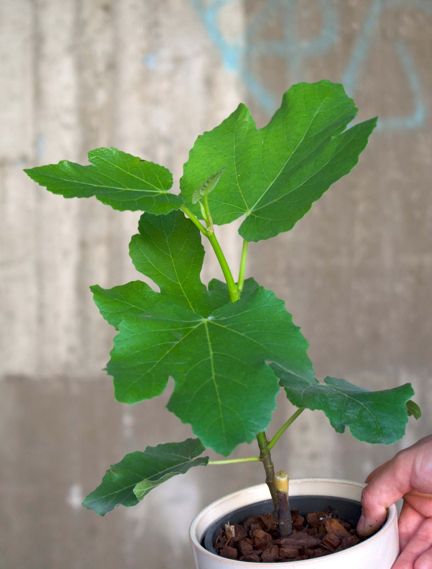 Cold-resistant fig tree 'Brown Turkey'