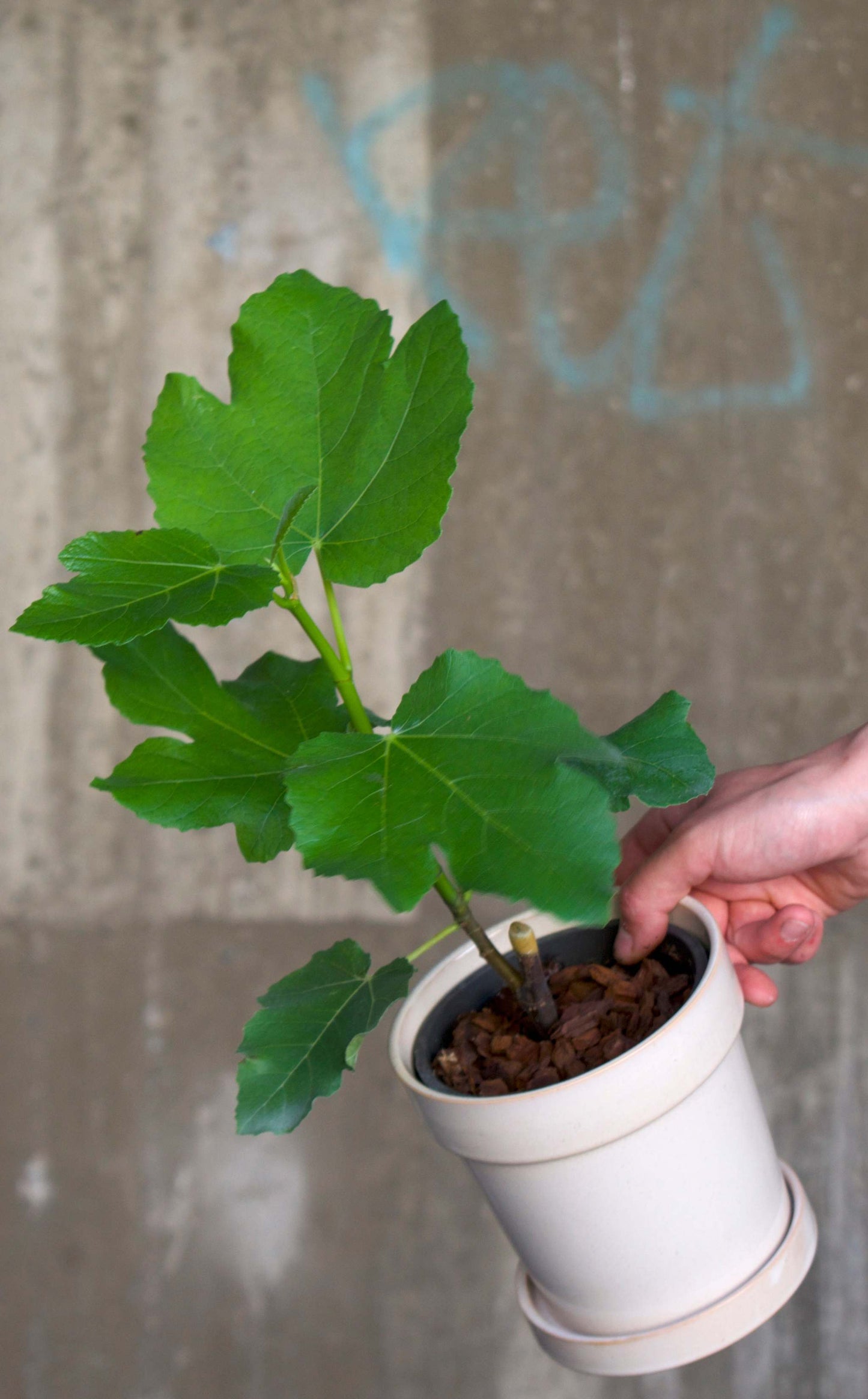 Cold-resistant fig tree 'Brown Turkey'