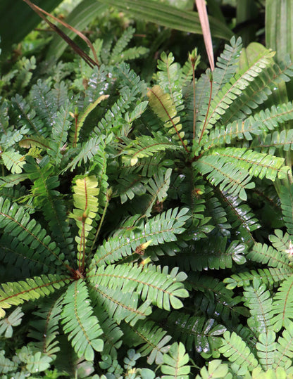 Biophytum sensitivum | Miniature palm