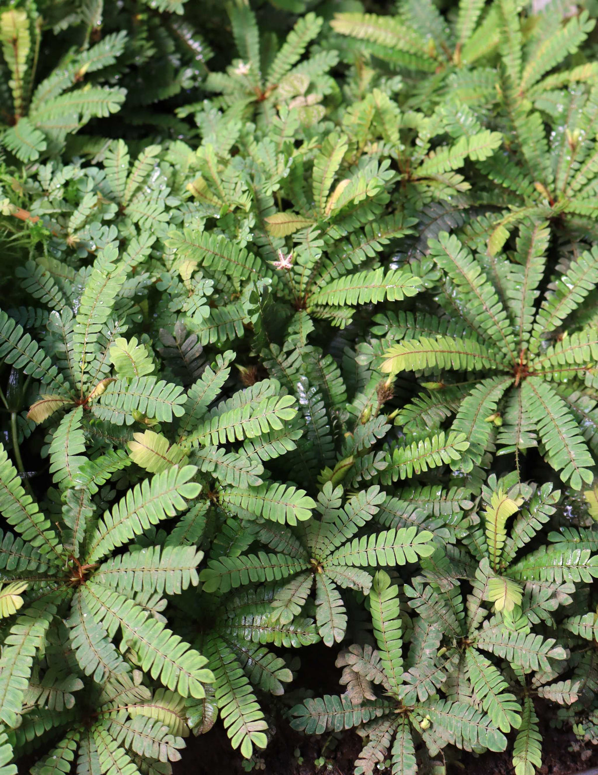 Biophytum sensitivum | Miniature palm
