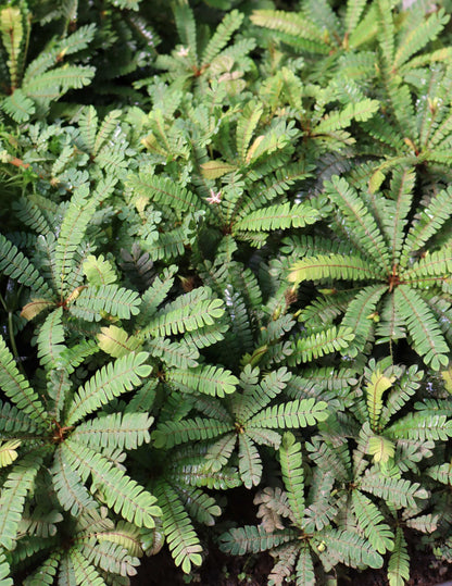Biophytum sensitivum | Miniature palm