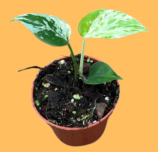 Monstera deliciosa ‘Bulbasaur’ -  Förbeställning