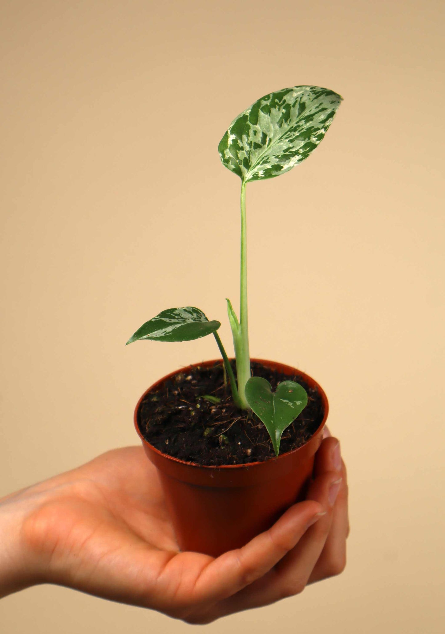 Monstera deliciosa ‘Bulbasaur’ - Vorbestellung