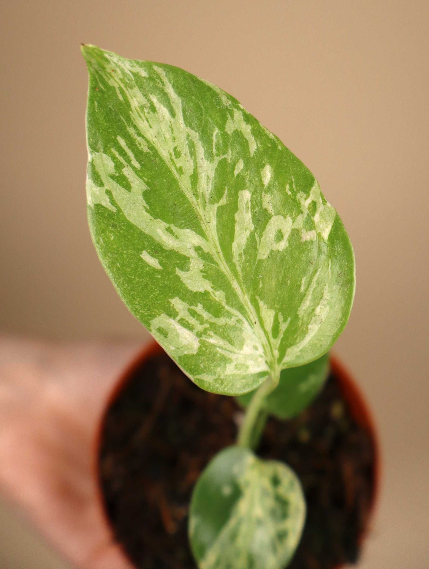 Monstera deliciosa 'Bulbasaur'
