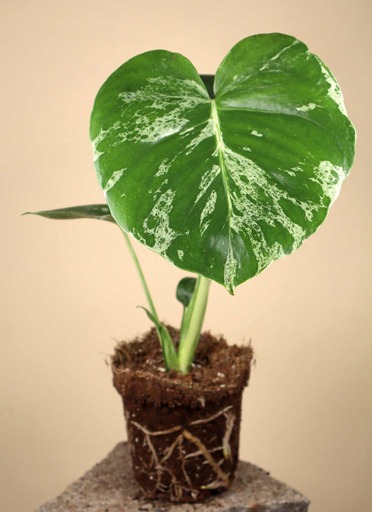 Monstera deliciosa 'Bulbasaur'