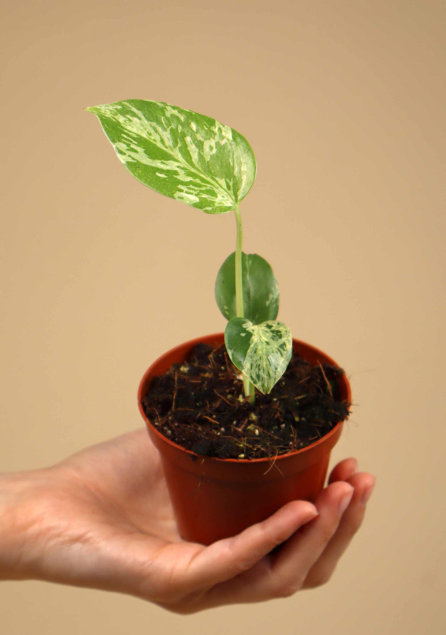 Monstera deliciosa 'Bulbasaur'