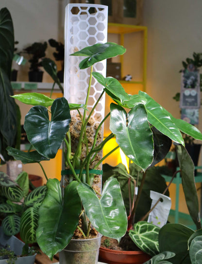 Mosspåle genomskinlig - Matt