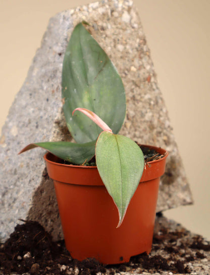 Philodendron 'Burle Marx Fantasy'