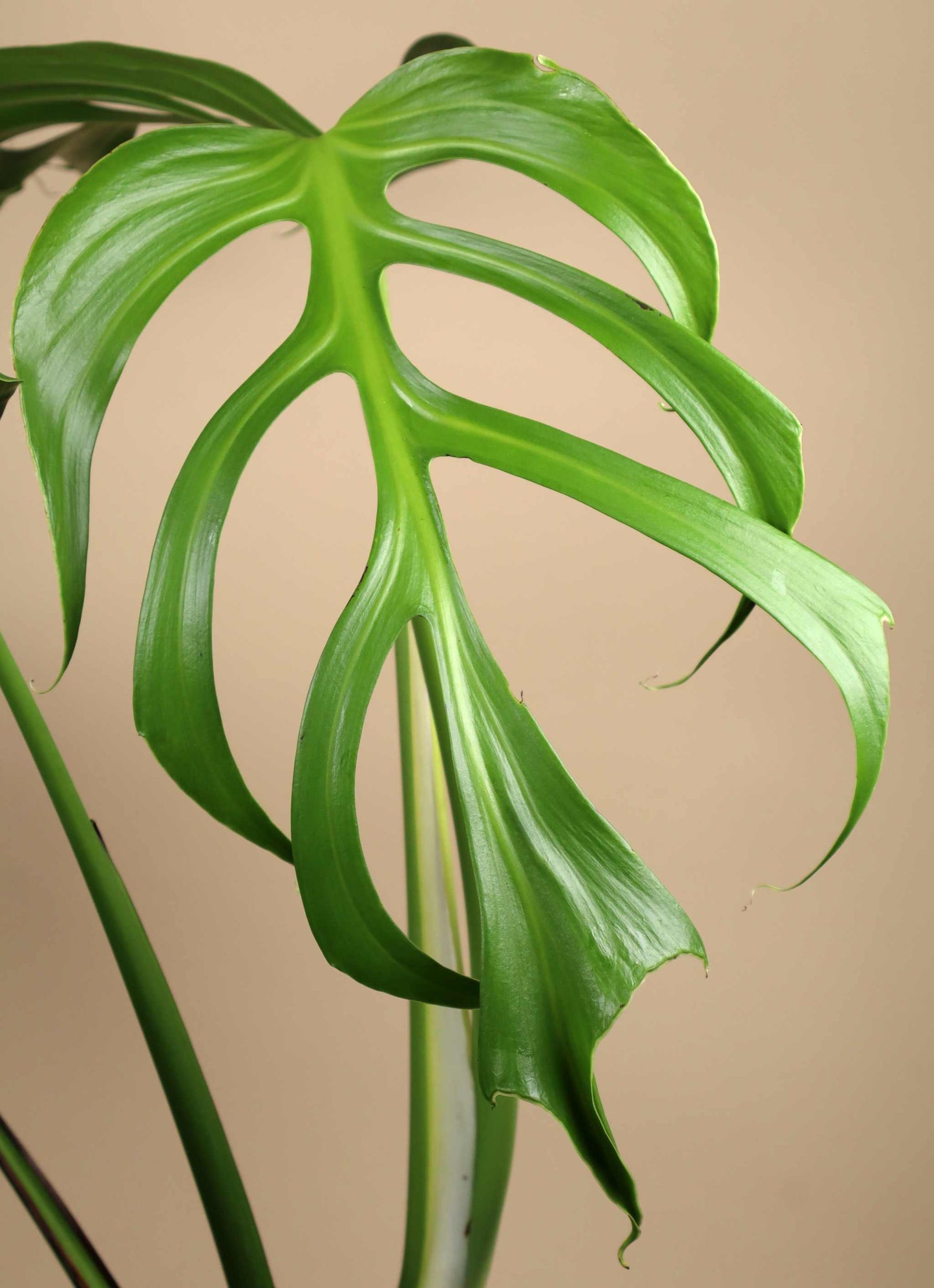 Monstera Burle Marx Flame