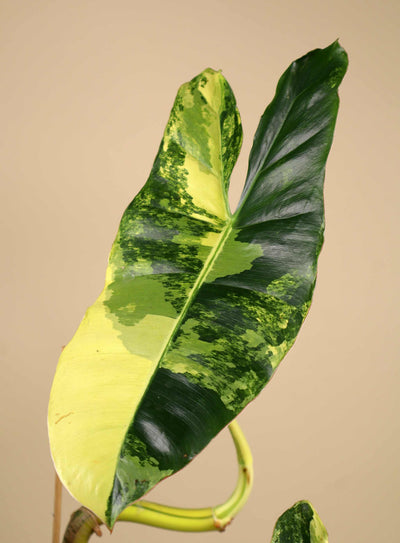 Philodendron 'Burle Marx Variegata'