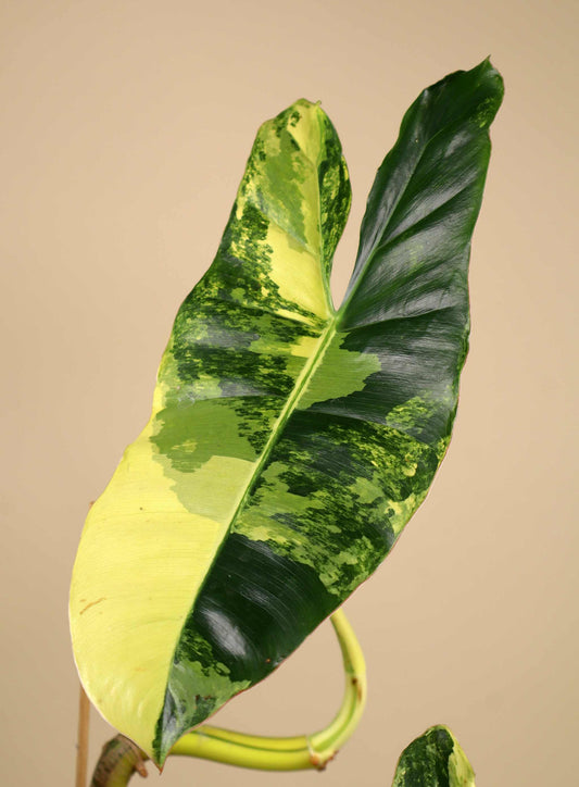 Philodendron 'Burle Marx Variegata'