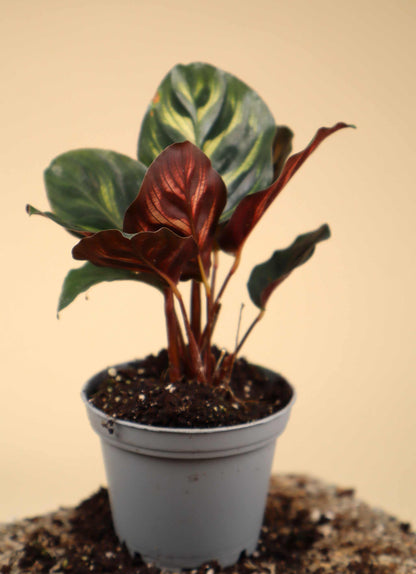 Calathea makoyana ' Påfågelsblad'