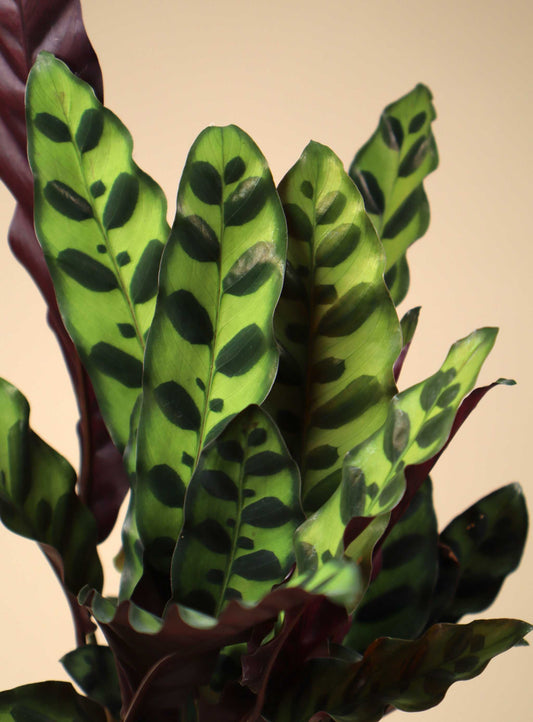 Calathea lancifolia 'marmorblad'