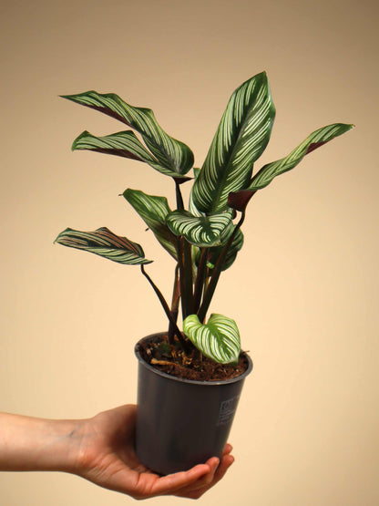 Goeppertia elliptica