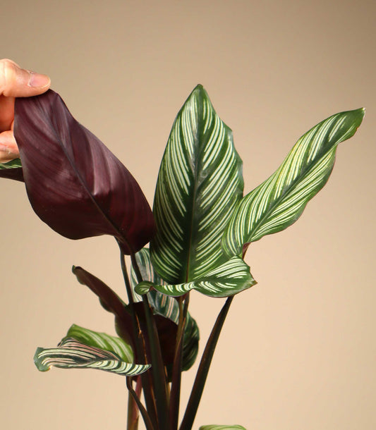 Goeppertia elliptica