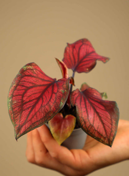 Caladium bicolor
