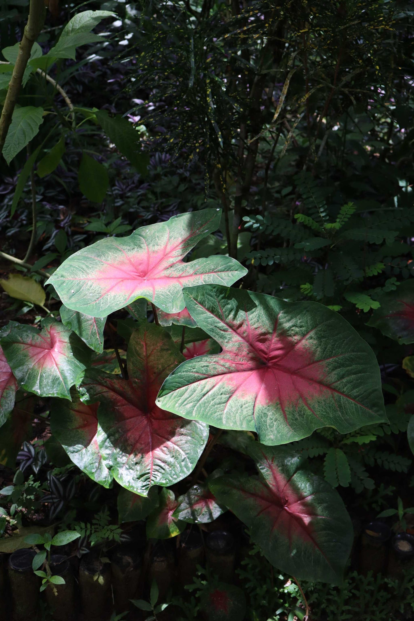 Caladium bicolor