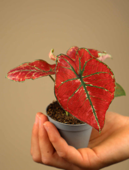 Caladium bicolor