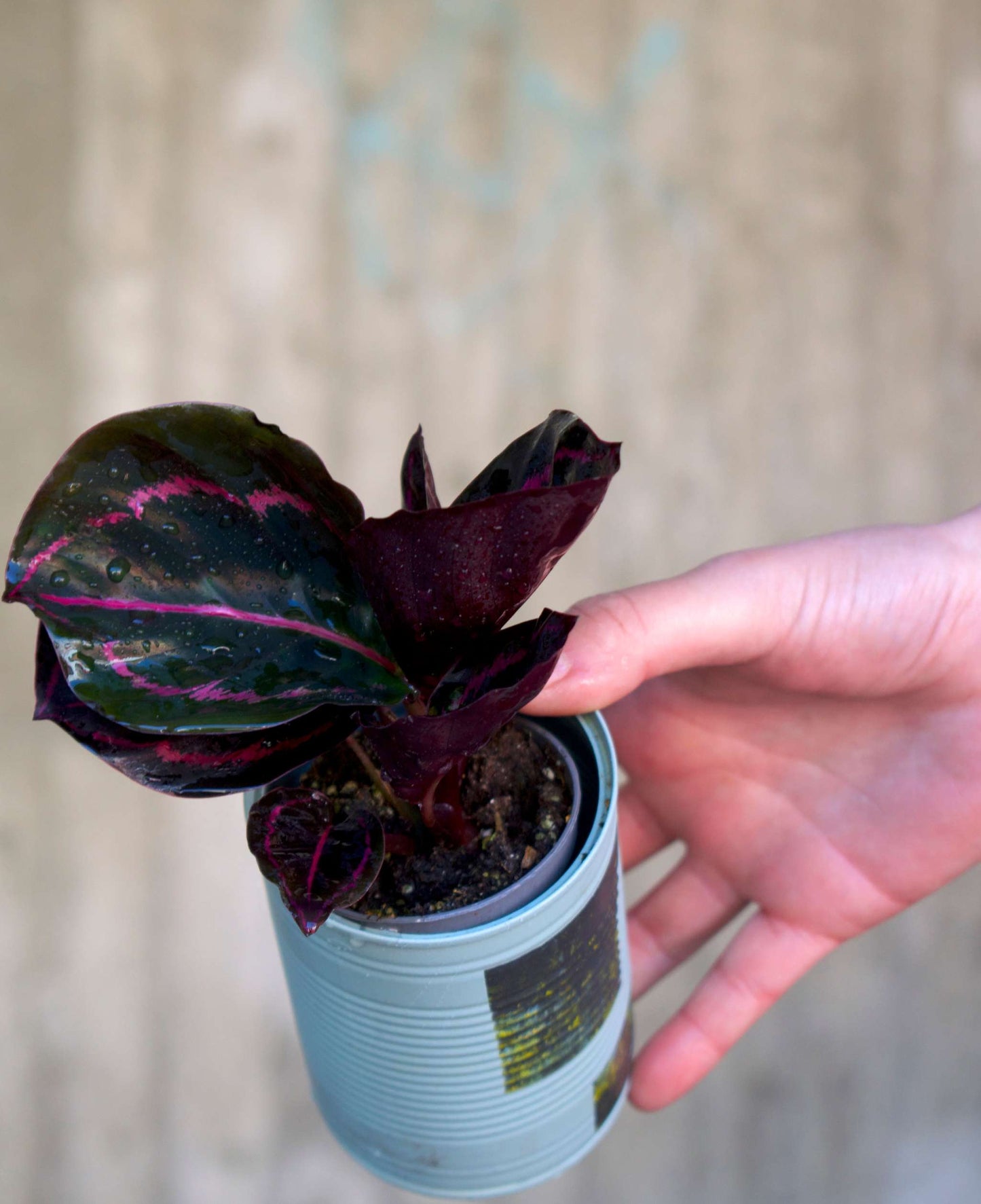 Calathea roseopicta 'Dottie'