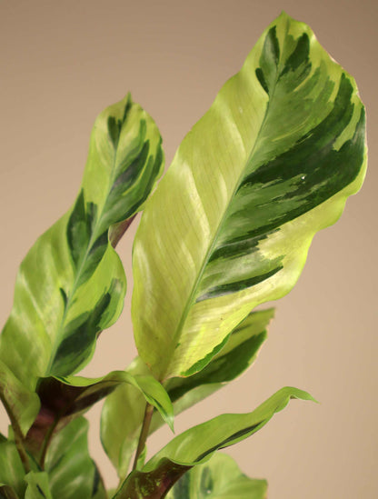 Calathea lietzei 'yellow fusion'