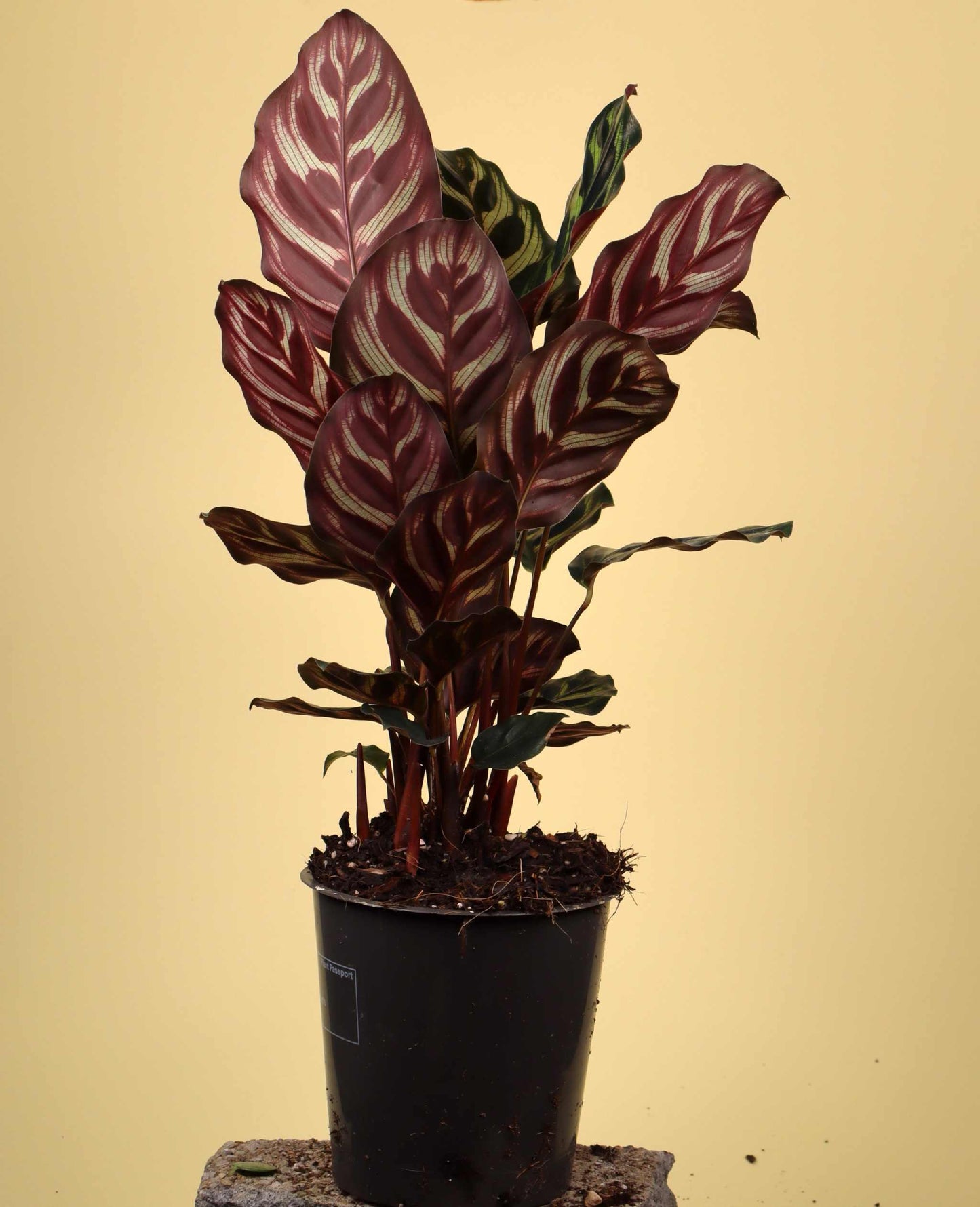 Calathea makoyana ' Påfågelsblad'