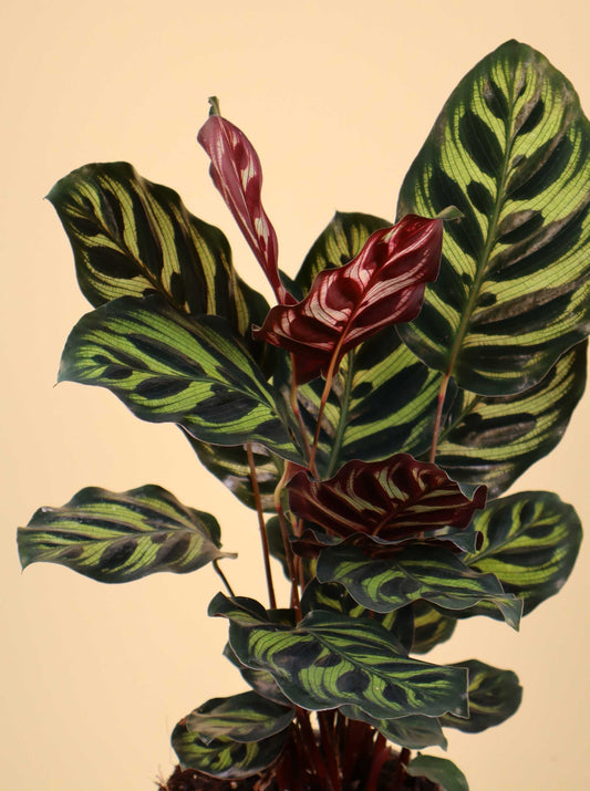 Calathea makoyana ' Påfågelsblad'
