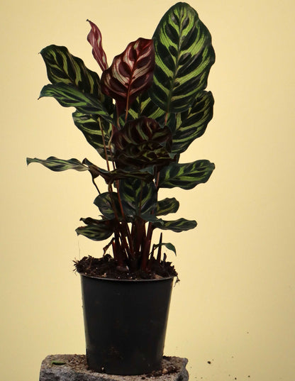 Calathea makoyana ' Påfågelsblad'