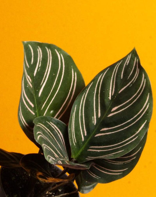 Goeppertia ornata 'Mieli'