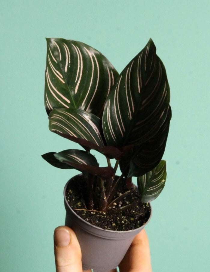 Goeppertia ornata 'Mieli'