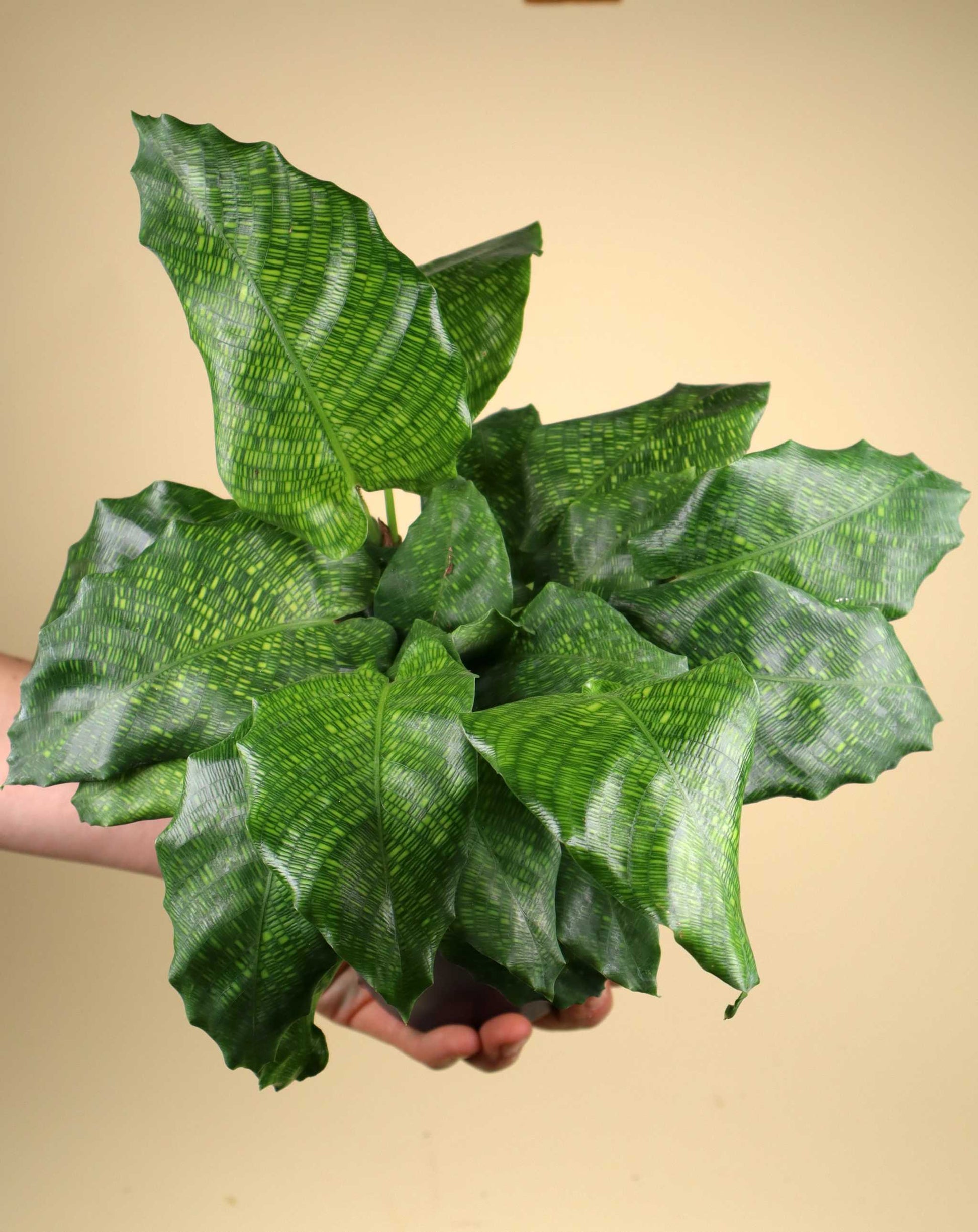 Calathea musaica 'Network'
