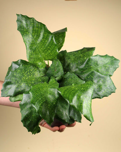 Calathea musaica 'Network'