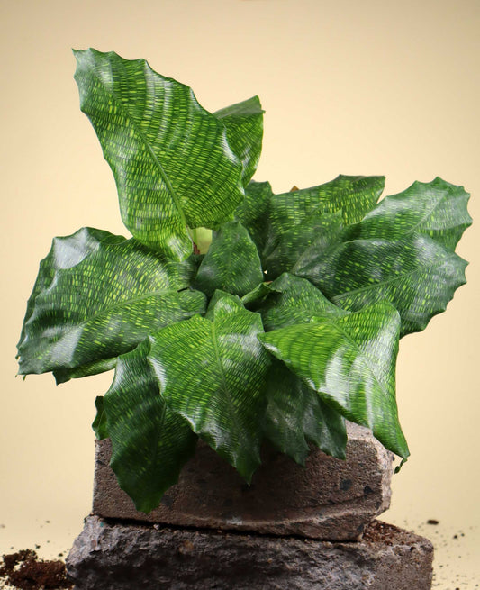 Calathea musaica 'Network'