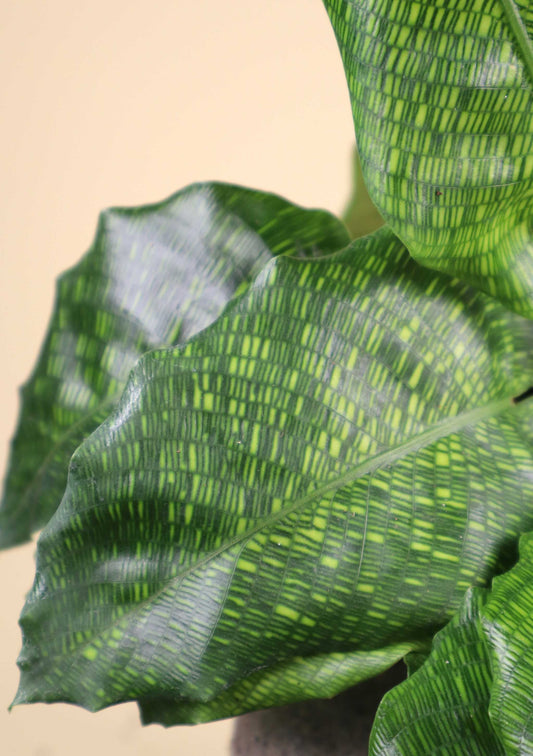 Calathea musaica 'Network'
