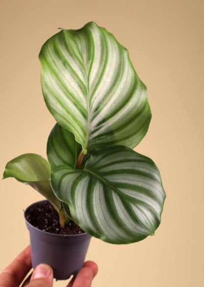 Calathea orbifolia