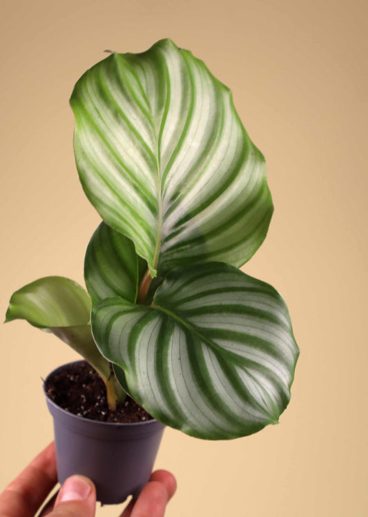 Calathea orbifolia