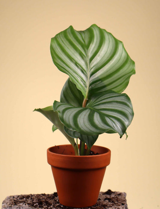 Calathea orbifolia
