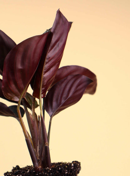 Goeppertia ornata 'Mieli'