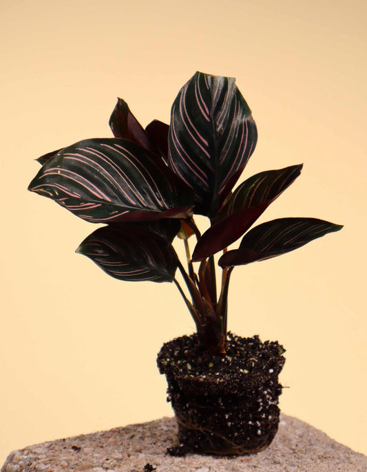 Goeppertia ornata 'Mieli'