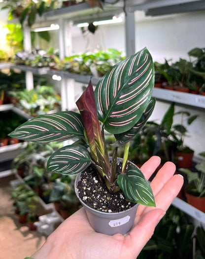 Goeppertia ornata 'Mieli'