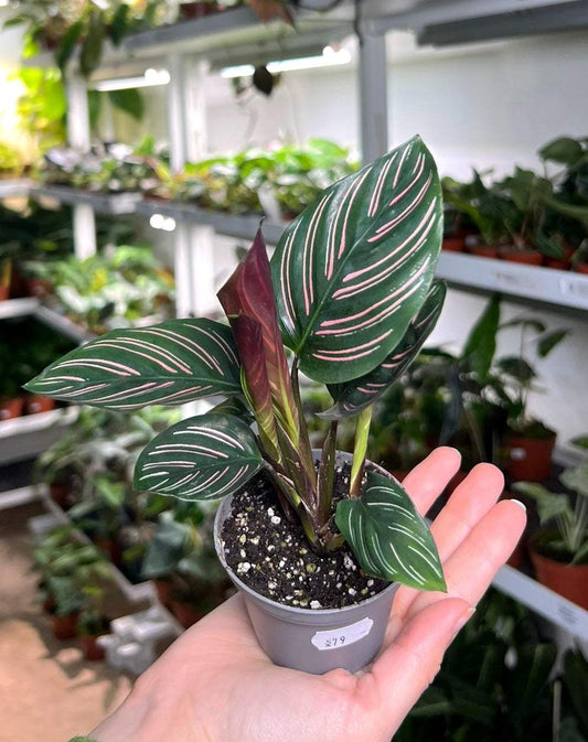Goeppertia ornata 'Mieli'
