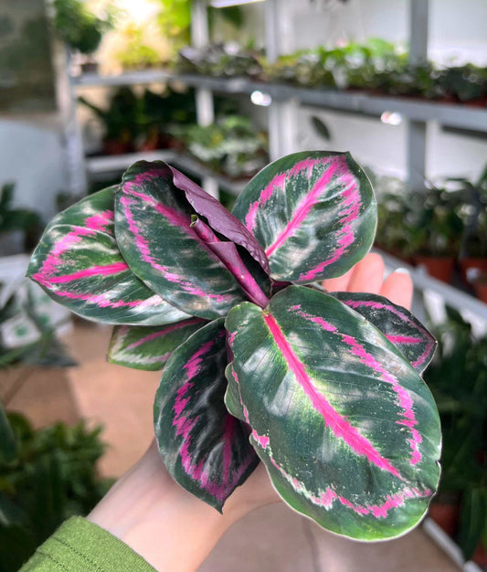 Calathea roseopicta 'Dottie'