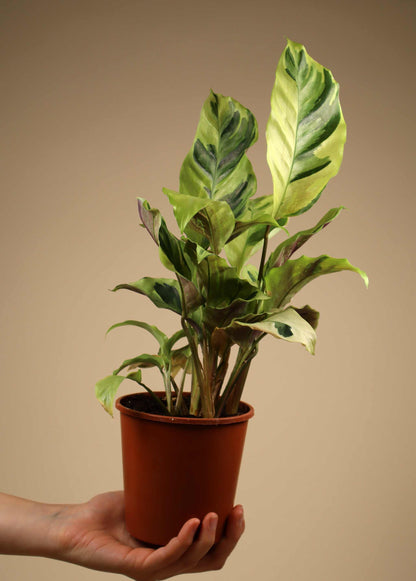 Calathea lietzei 'yellow fusion'