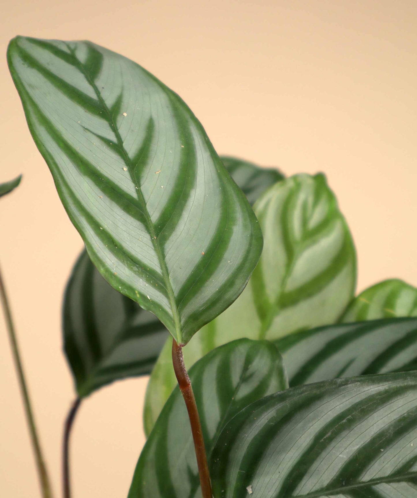Calathea 'freddie' (goeppertia concinna)