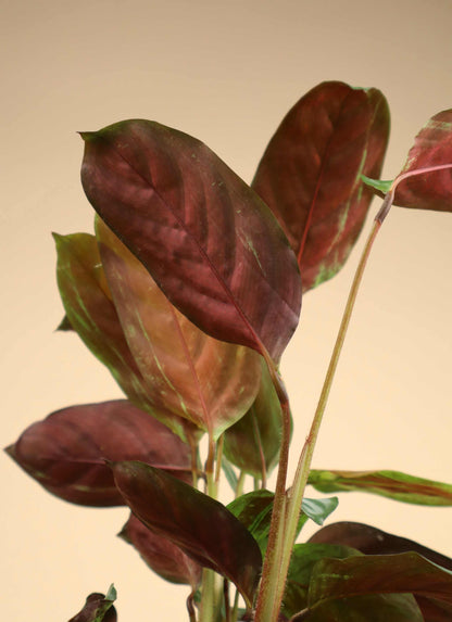 Calathea 'freddie' (goeppertia concinna)