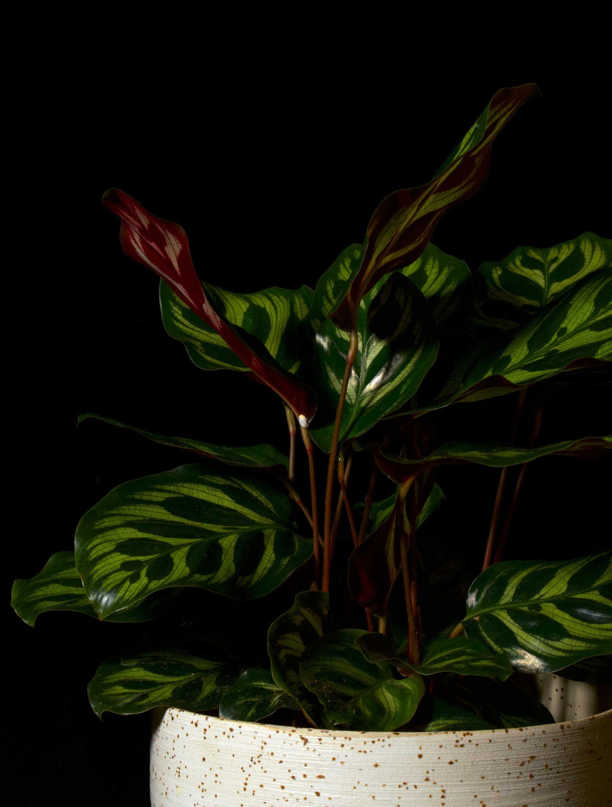 Calathea makoyana med mörk bakgrund