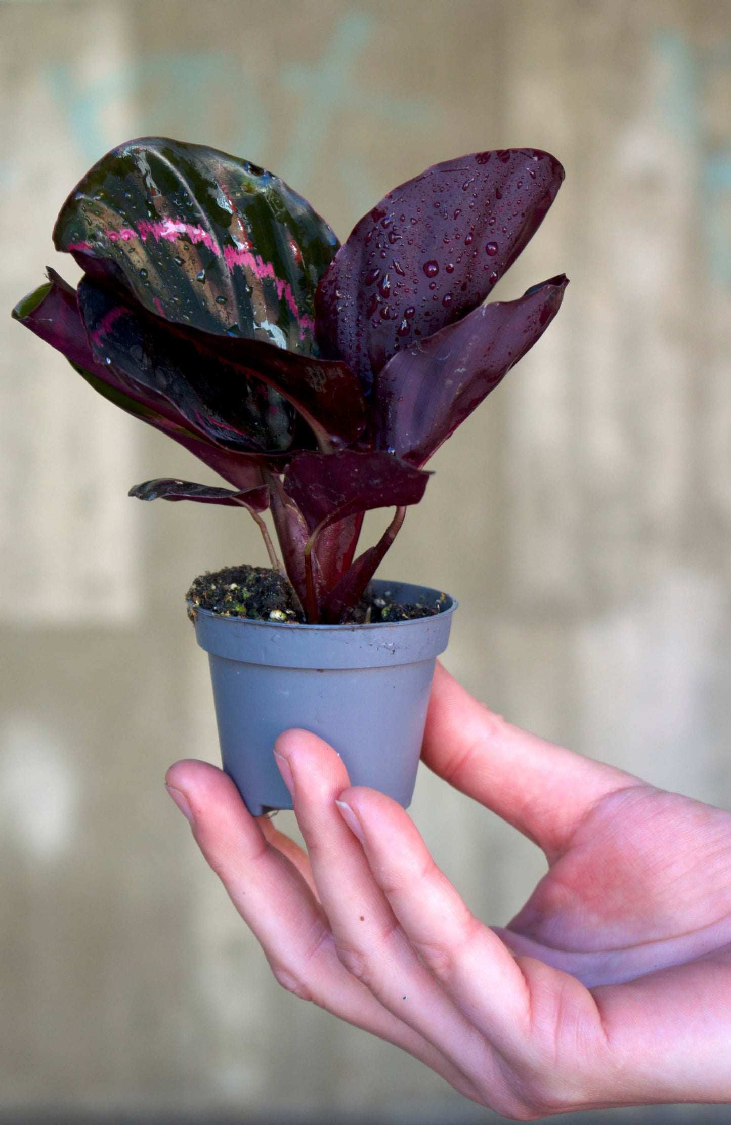 Calathea roseopicta 'Dottie'